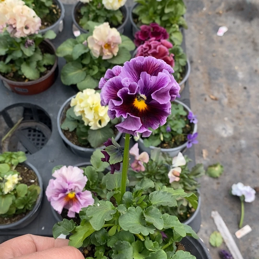 完全开放0148号不售后