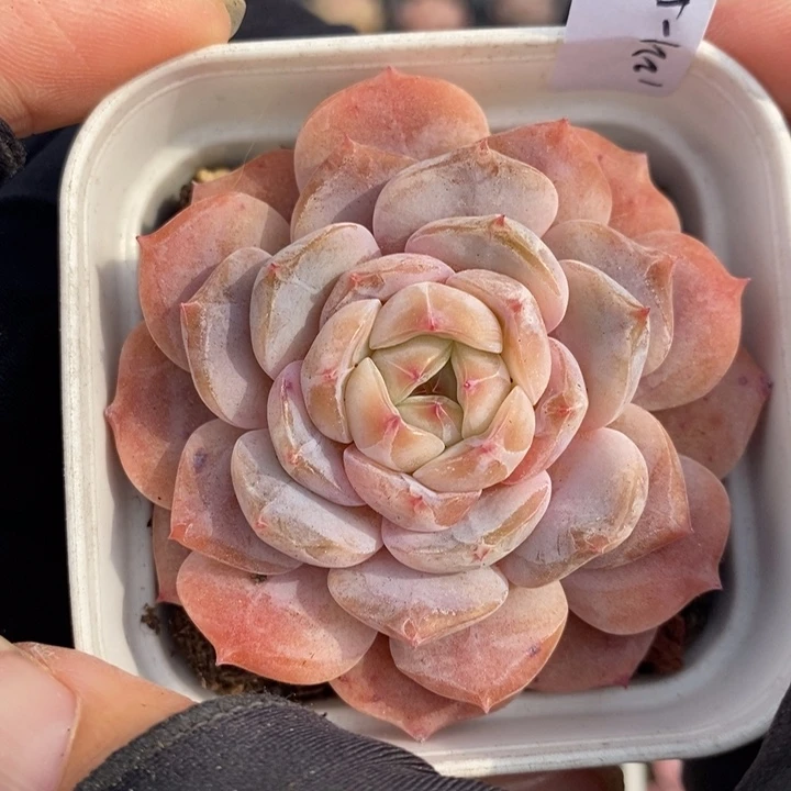 1221-564，糖心多肉