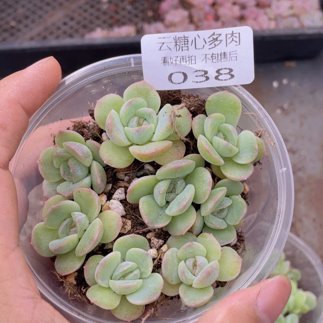 云糖心多肉植物38