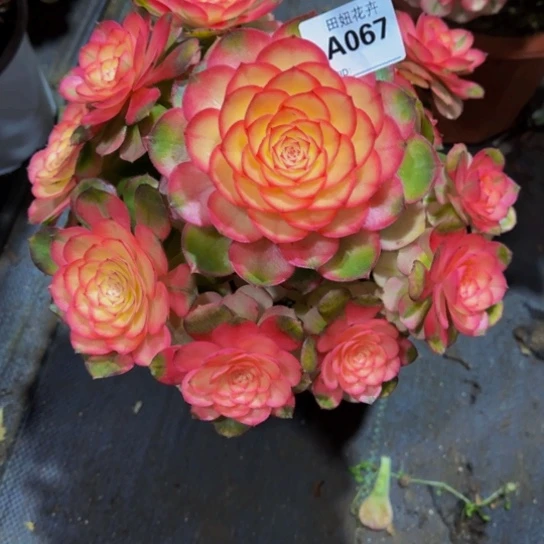 谁***柔荔枝特价0677777777777