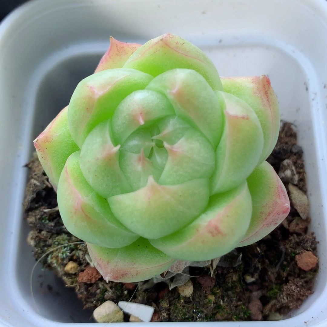 58包邮  群生不包整麦秆4