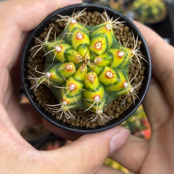 花田侧芽自根脱土发货
