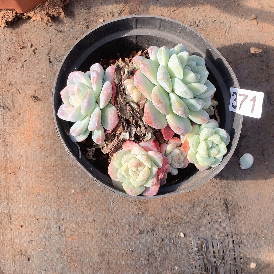 371 一物一拍多肉！