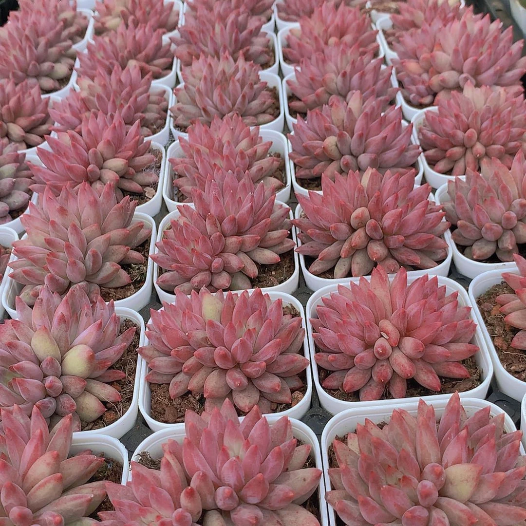红体双头虞美人3567788999