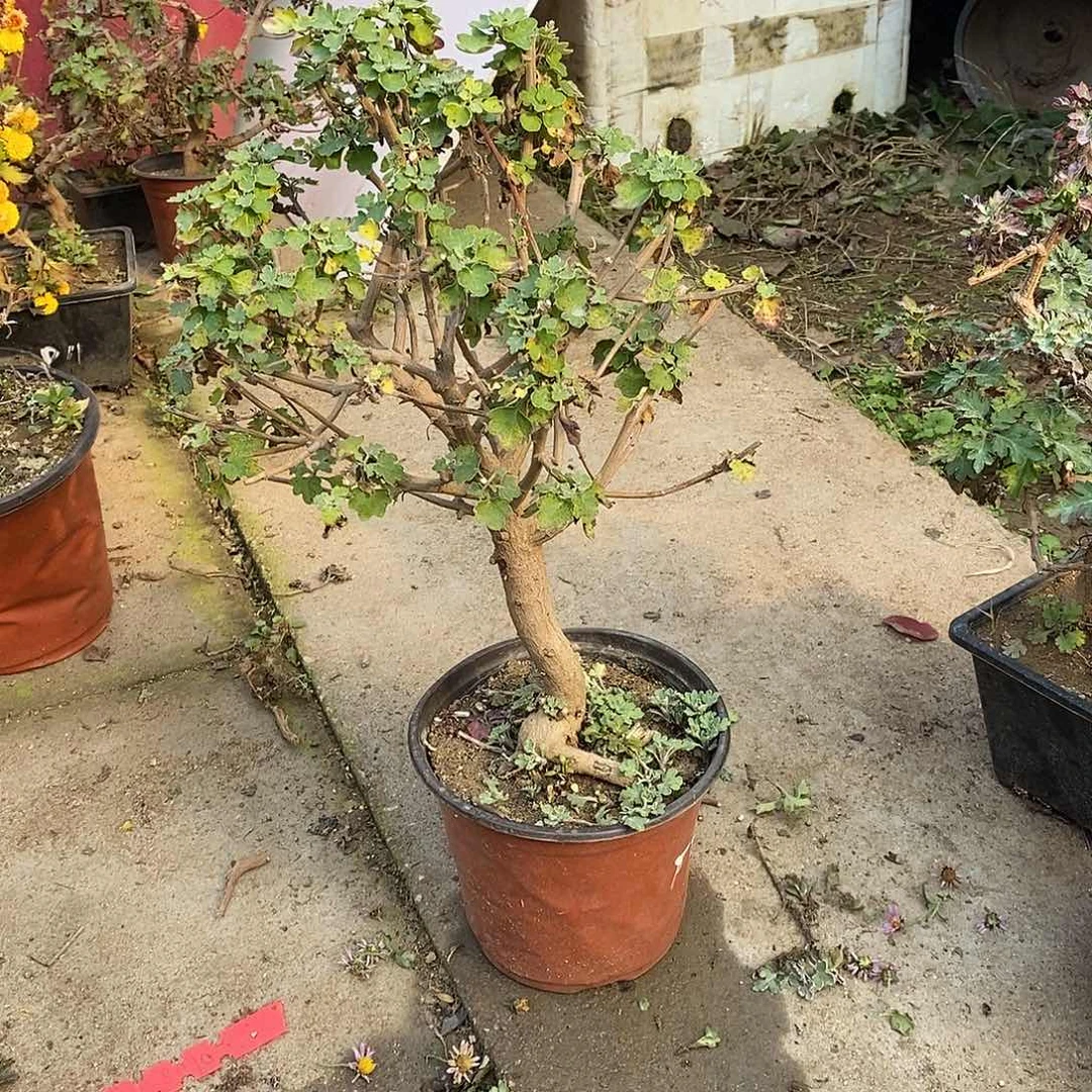 a***o完全开放盆景菊花