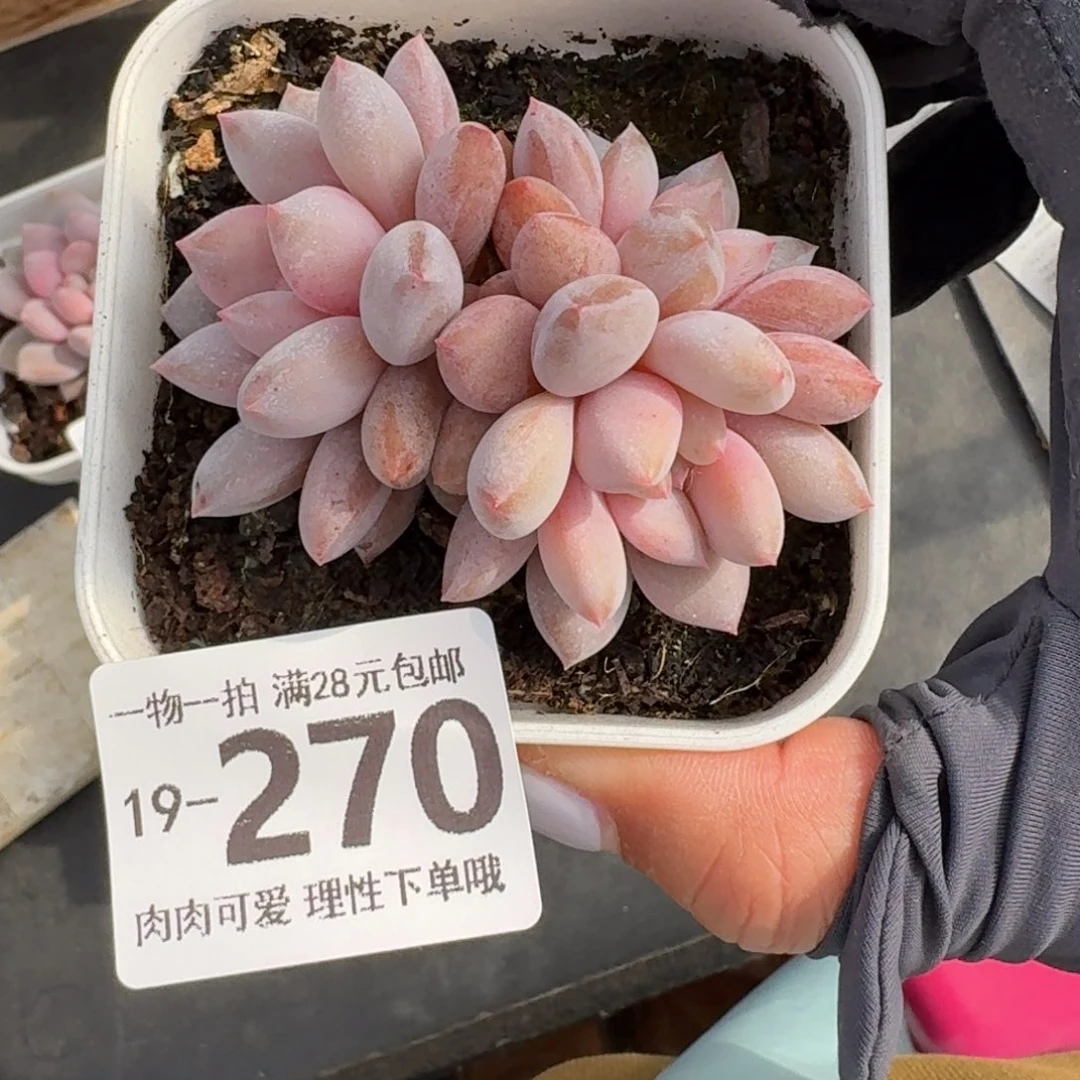 半夏无盆土发货无盆土发货无