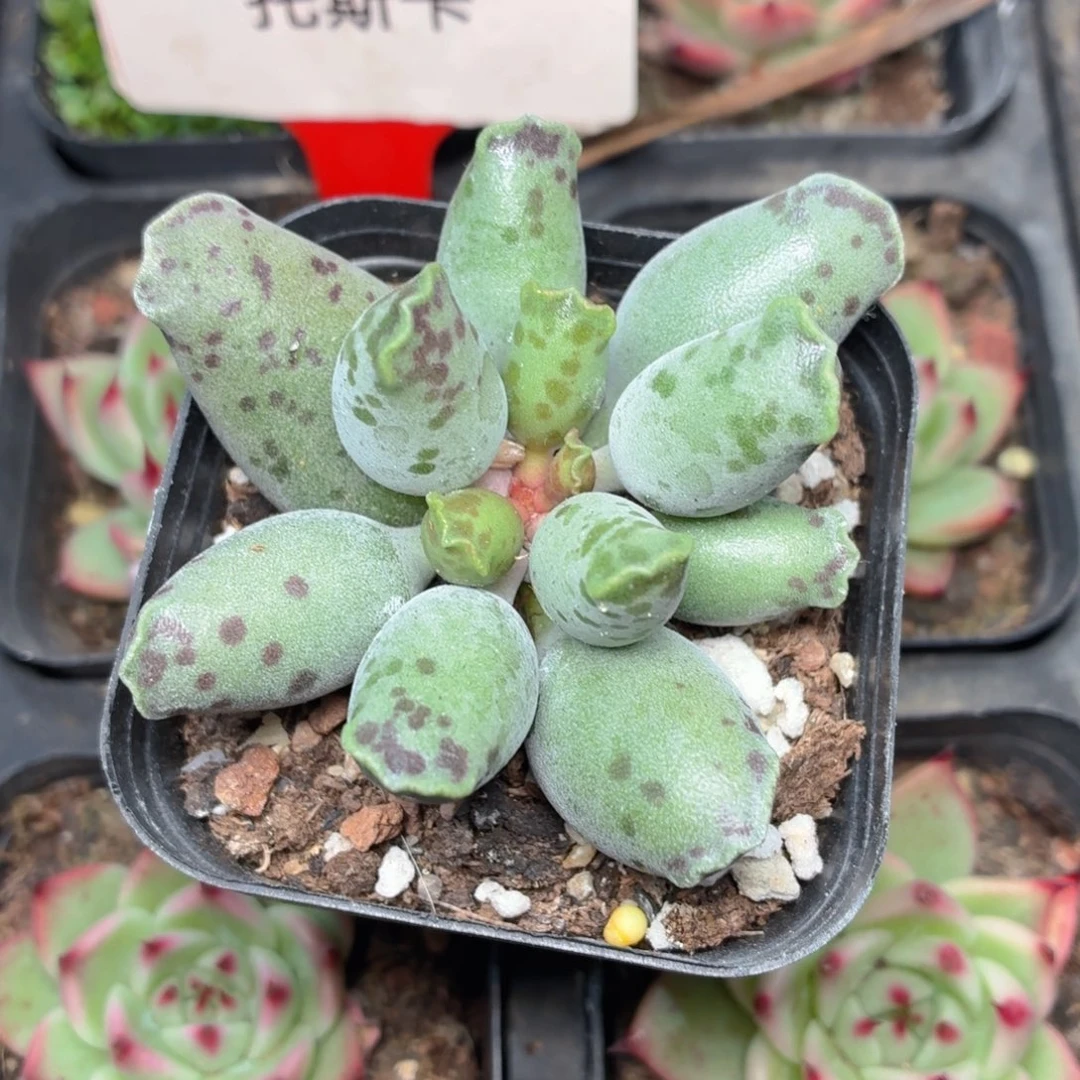 海豹多肉9.9包邮发货