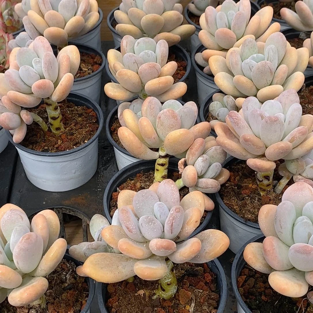 金汇园艺，团橙雪球双头福利