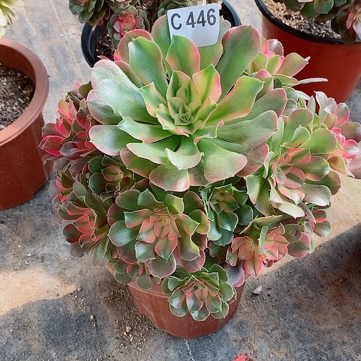 香妃446多肉111111