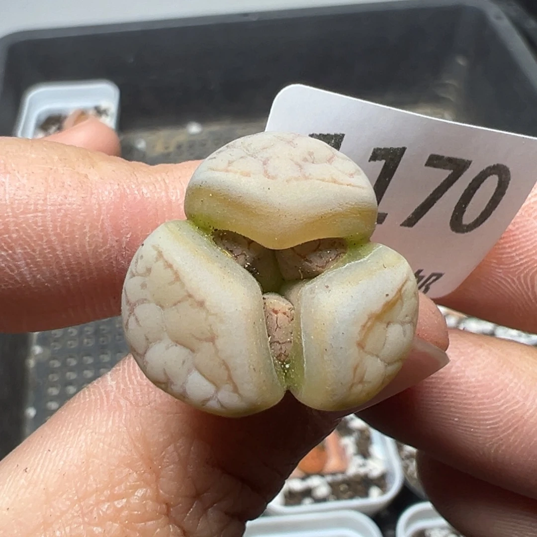 【闪购商品】1170……