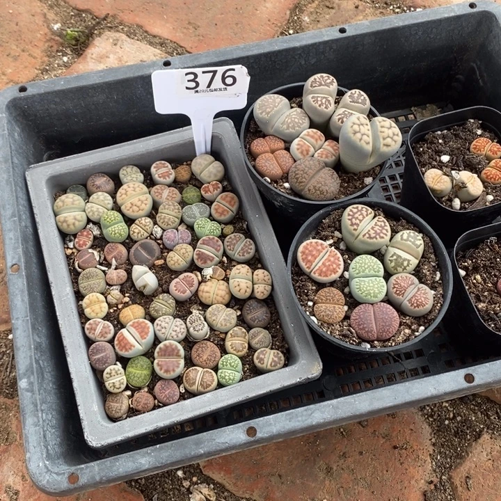 ****家生石花等植物和376