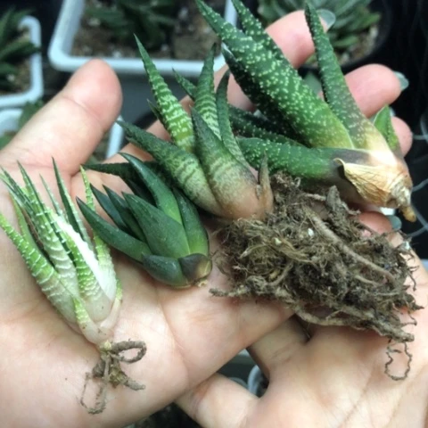 硬叶4颗一起发货哈哈哈