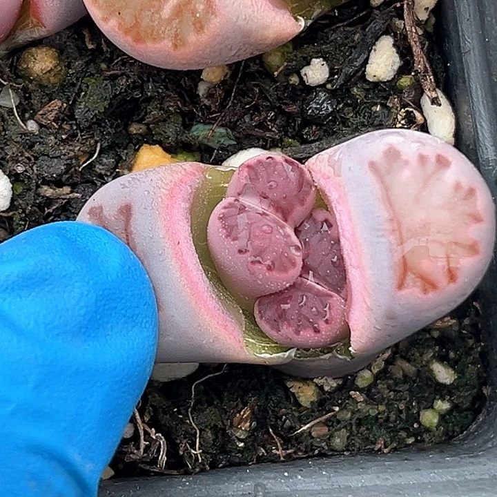 516 紫橘 脱土 4年