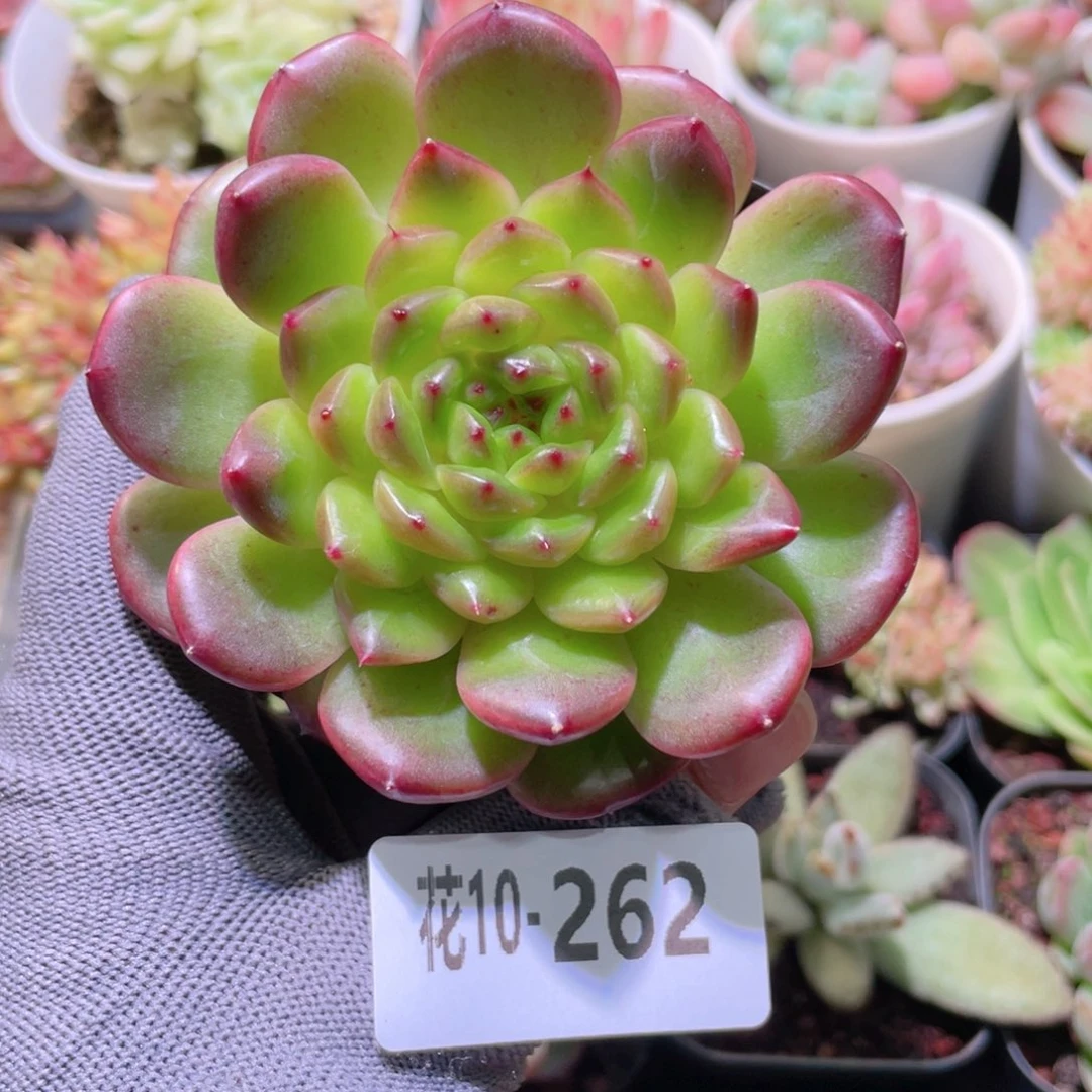 花利美 10-262灵翠