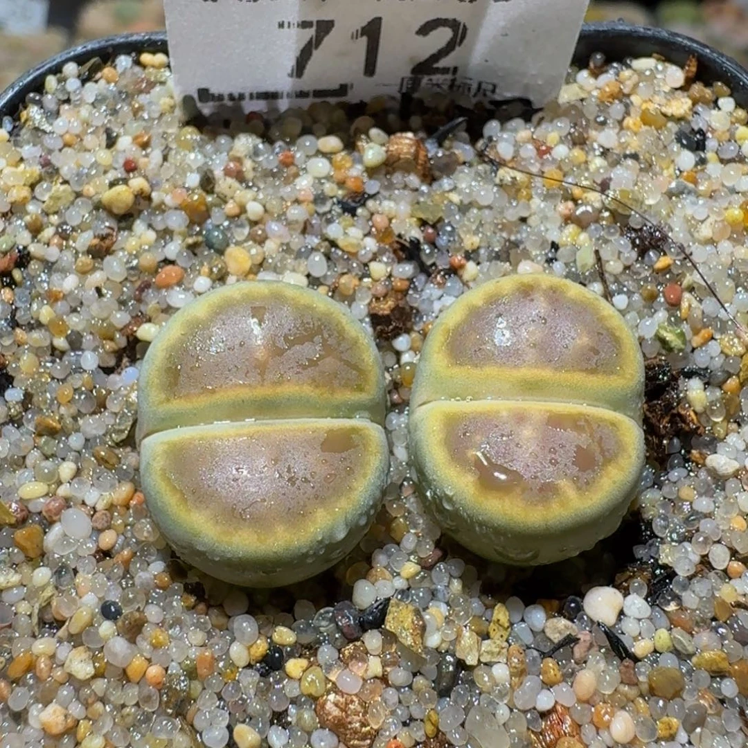 Ssss 绝美生石花712琥珀糖