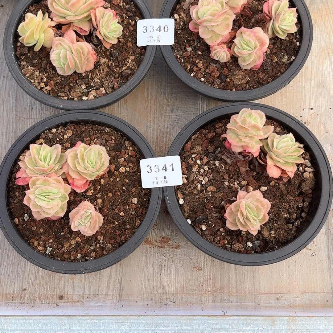 牙*3340号3341号冰玫瑰锦多肉