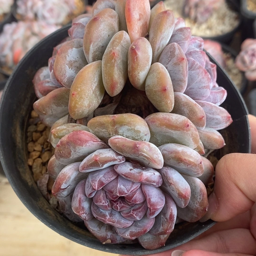 三头绿底紫心短肥圆