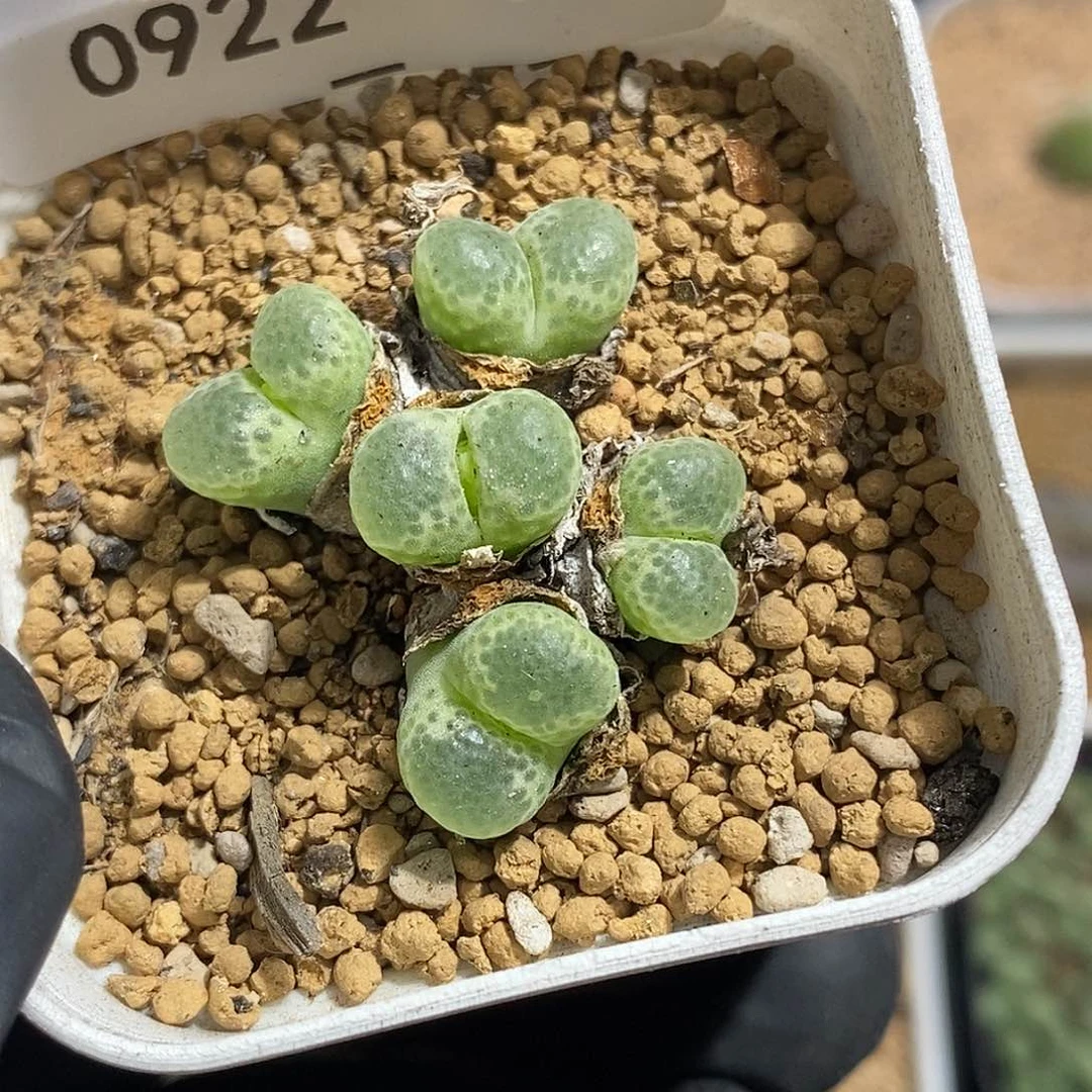奇**玩0922-63-泡泡风铃。