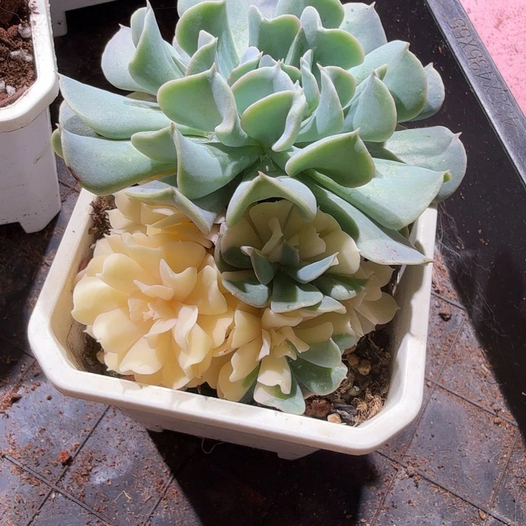 特玉莲锦，多肉植物