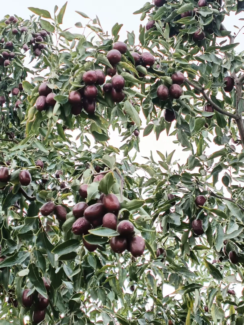 新疆直发10公斤原生态灰枣核小皮薄枣香浓郁