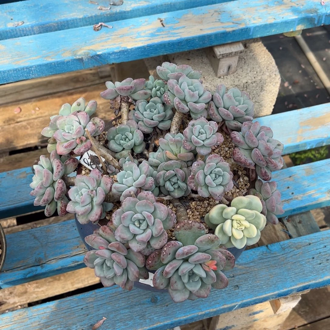 花瓣鹿带土球发货