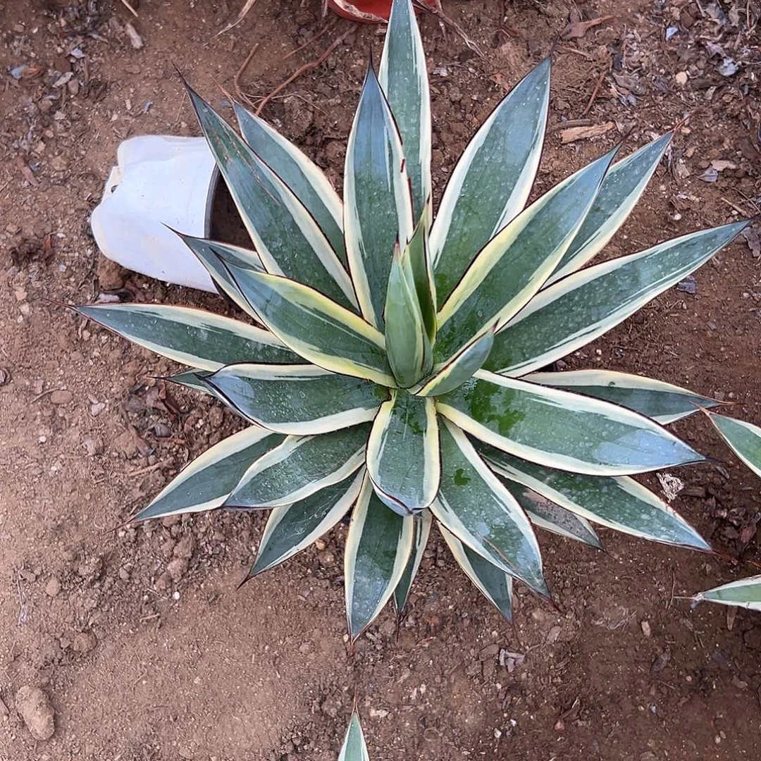 多肉植物蓝光龙舌兰