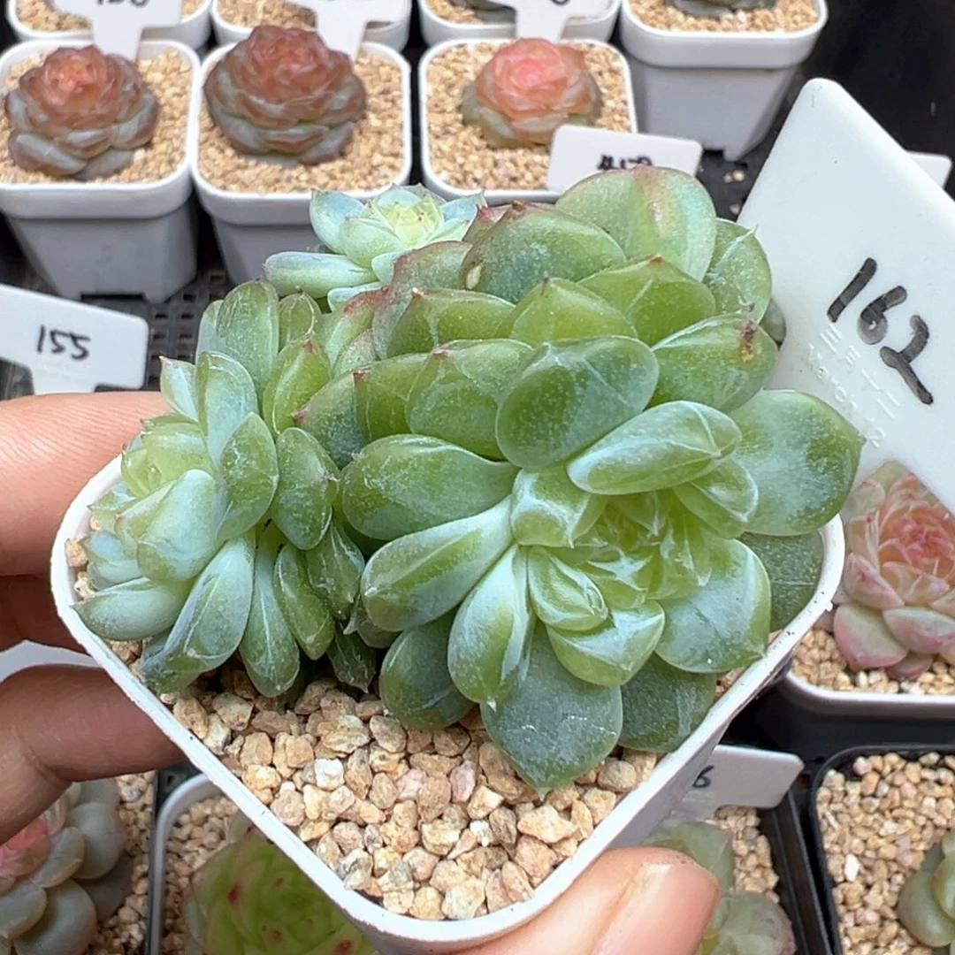 162号泼天富贵4头