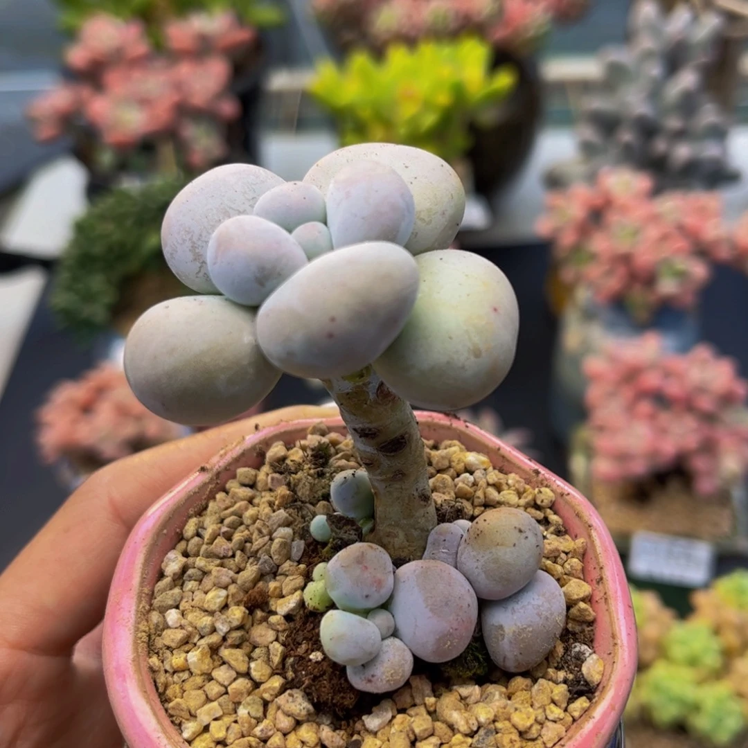 219-芭比奶多肉2cm