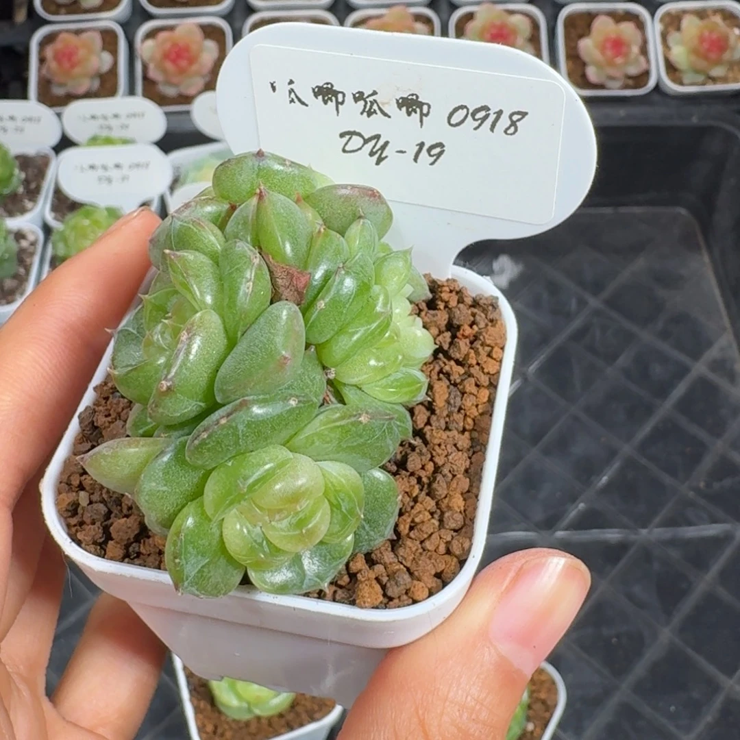 芥***事0918-19-1059四头群生