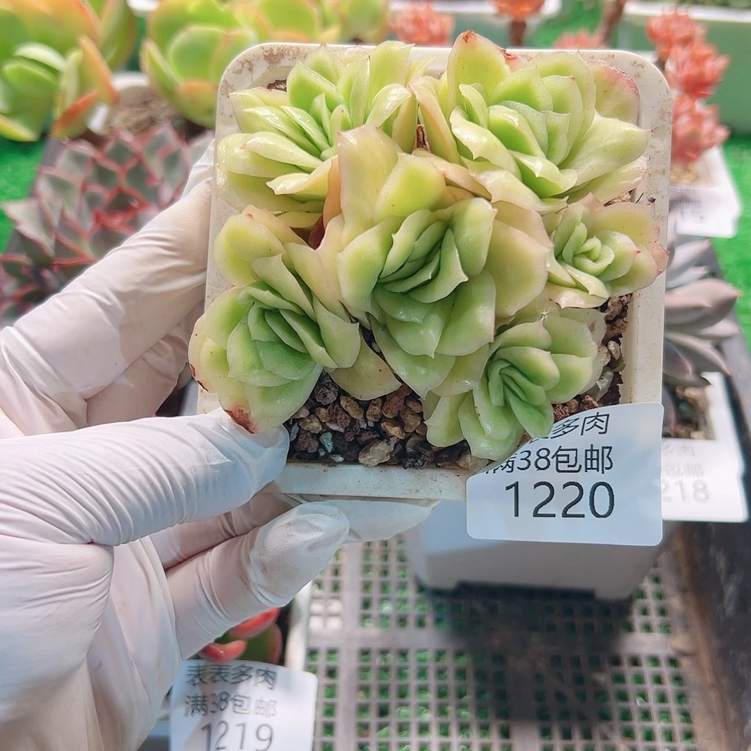 多肉一物一柏植物1220