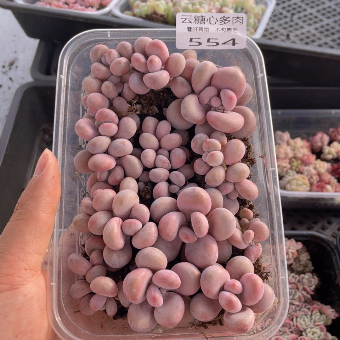 云糖心多肉植物554