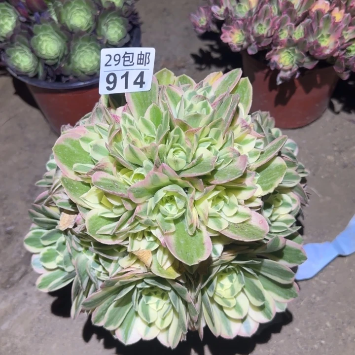 迈巴赫……多肉植物的