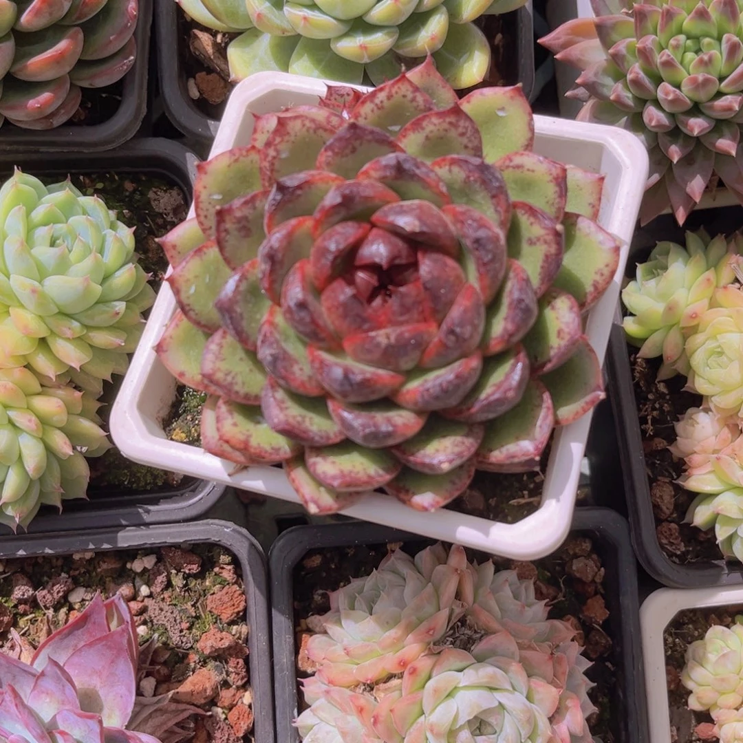 11公分99块就到贵阳贵阳贵阳o