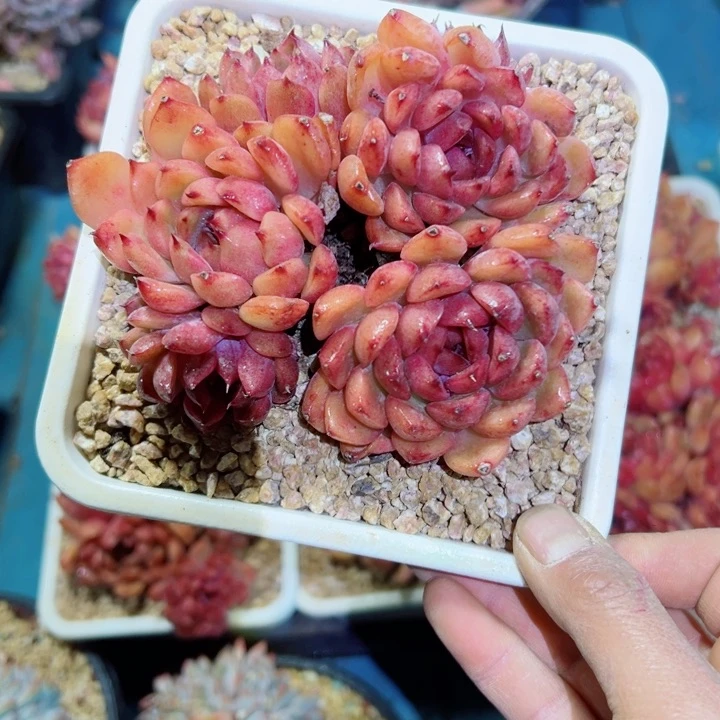 精品多肉植物老桩