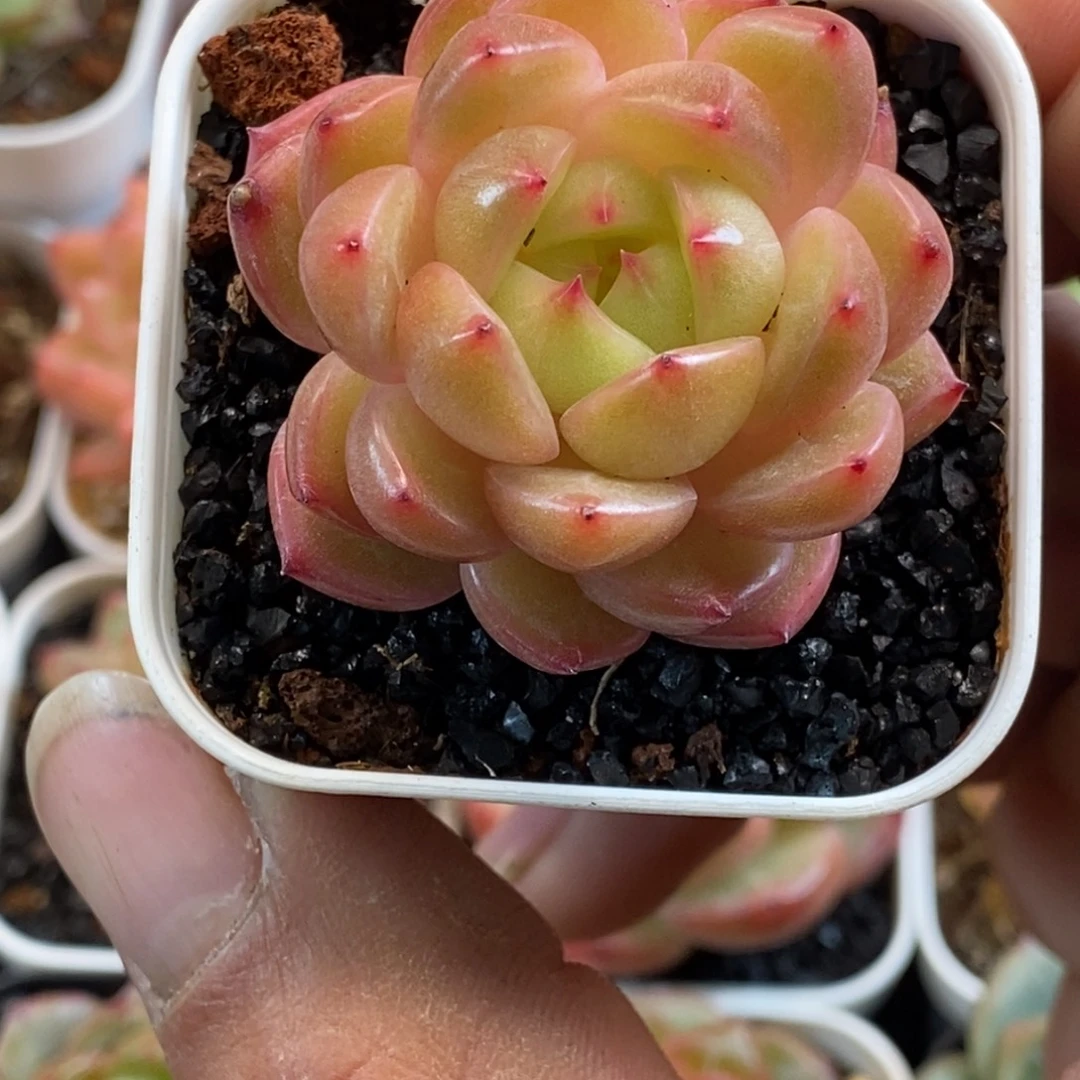 天官赐福百无禁忌