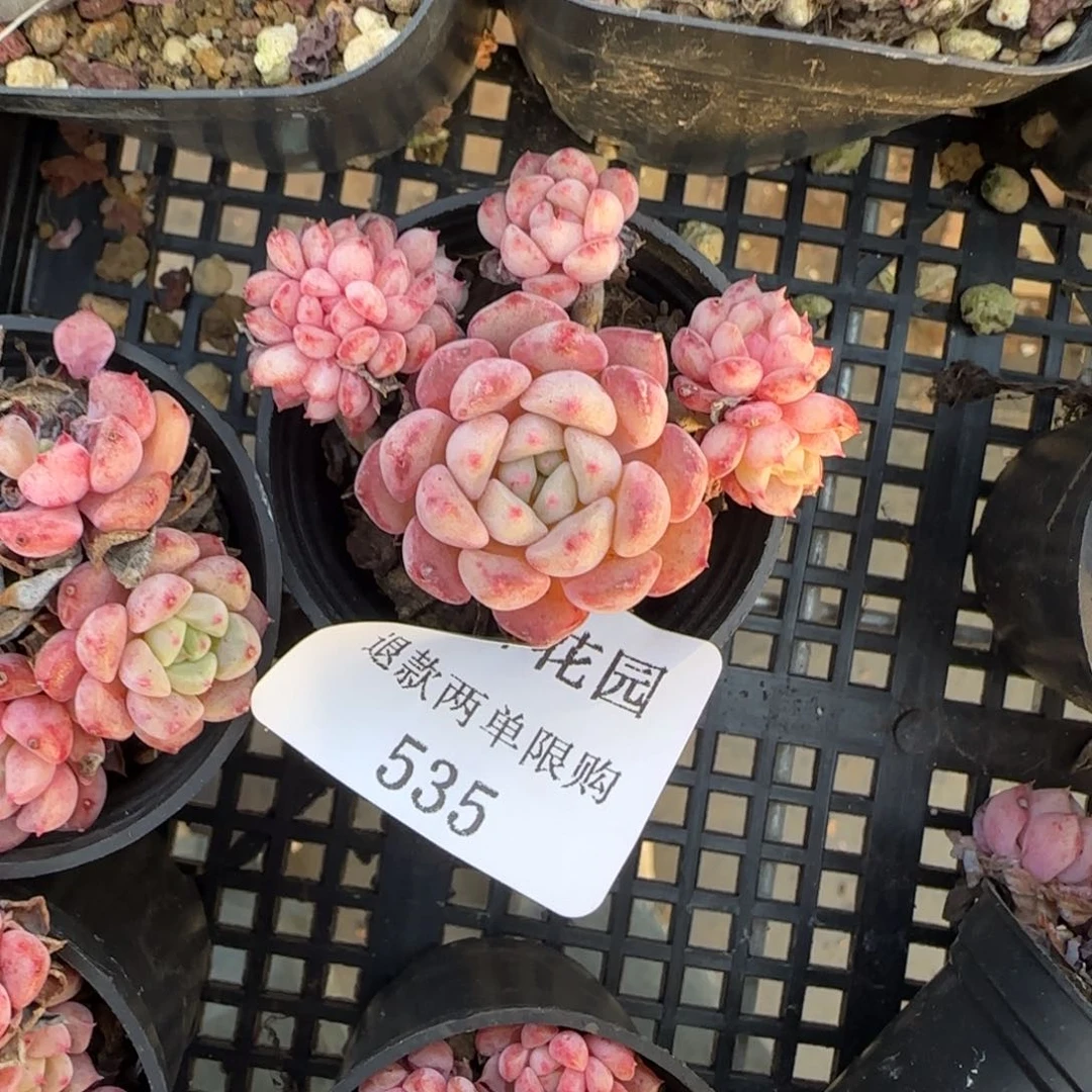 闪购精品多肉535号