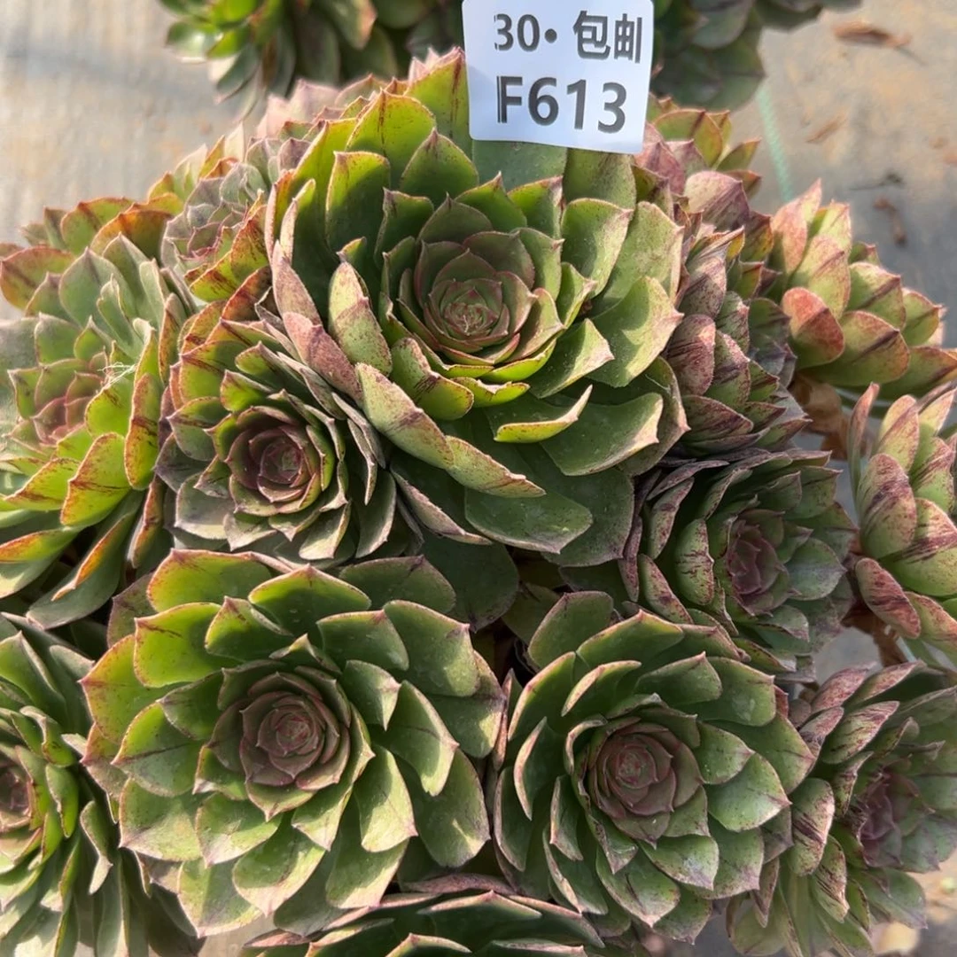 原****?613万拉丝多肉法师