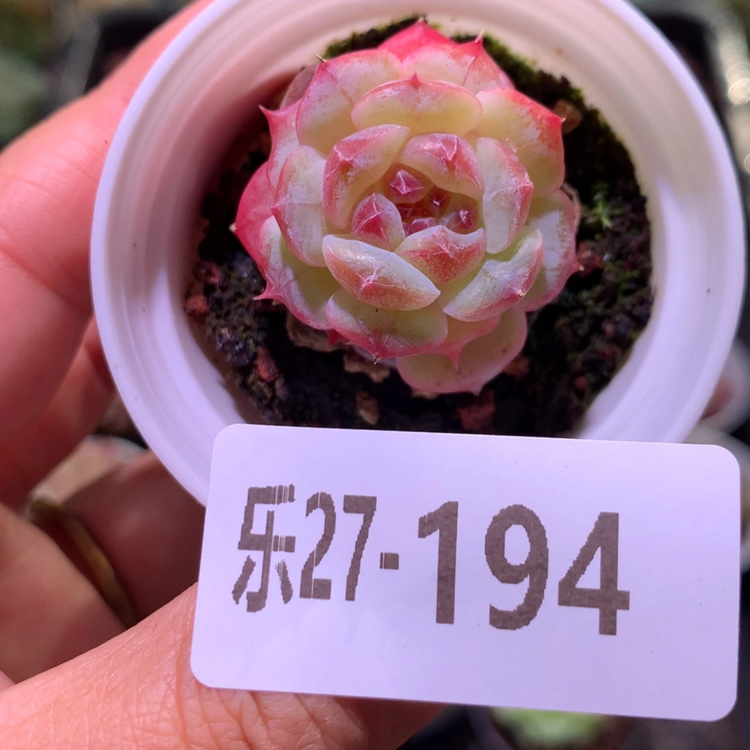 乐然27-194 柔情单头