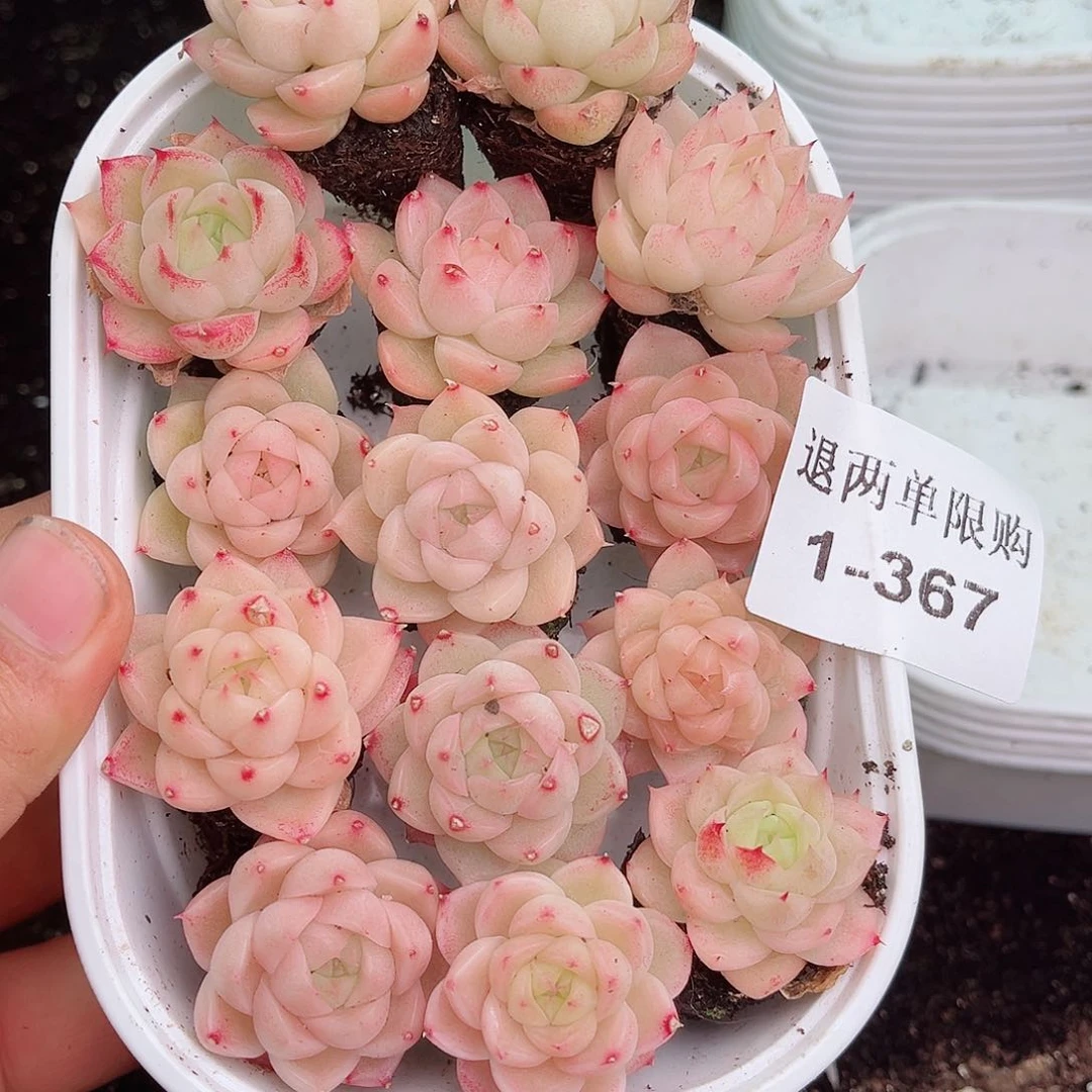 1-367 新疆西藏内蒙不发12.8包邮多肉