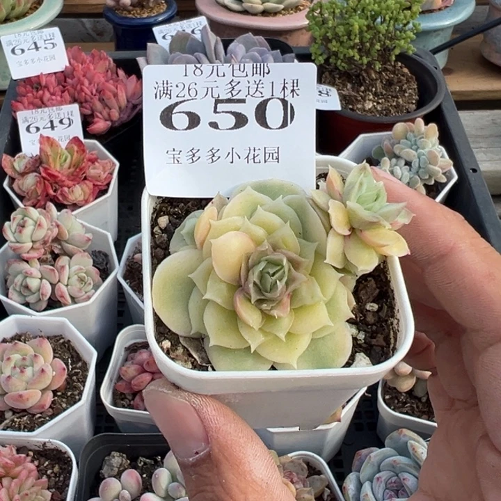 虾饺三头一物一拍满18元包邮下午发货