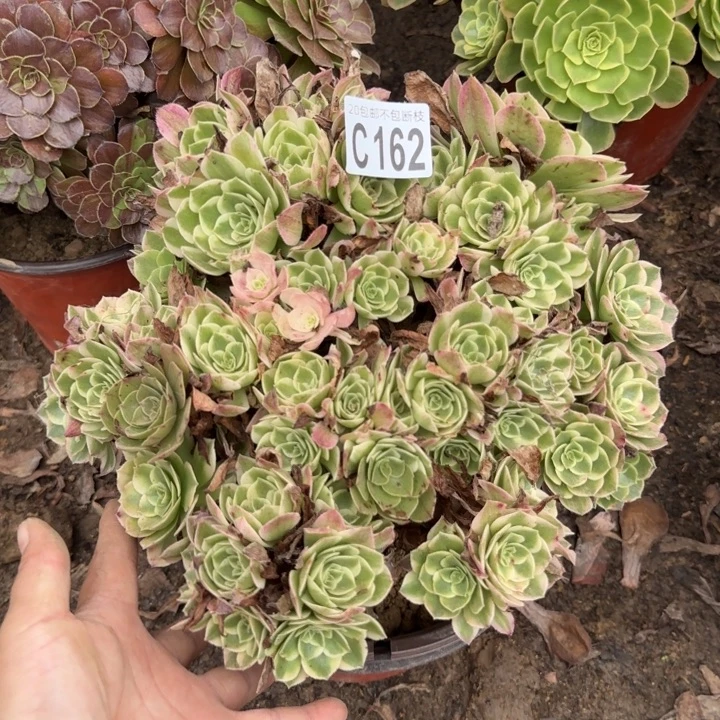 海王……多肉植物……