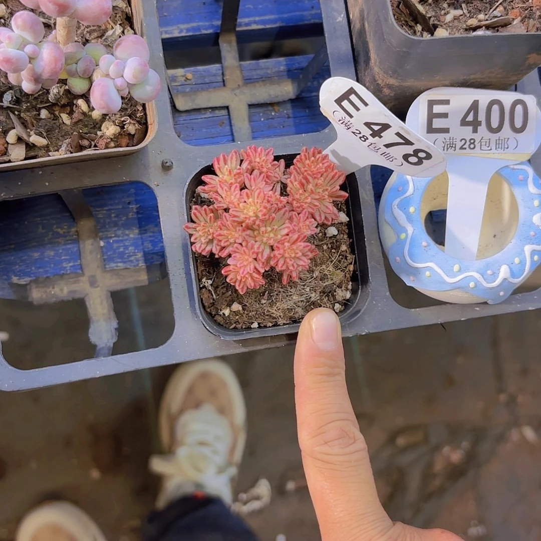 E478小人姬锦一物一拍