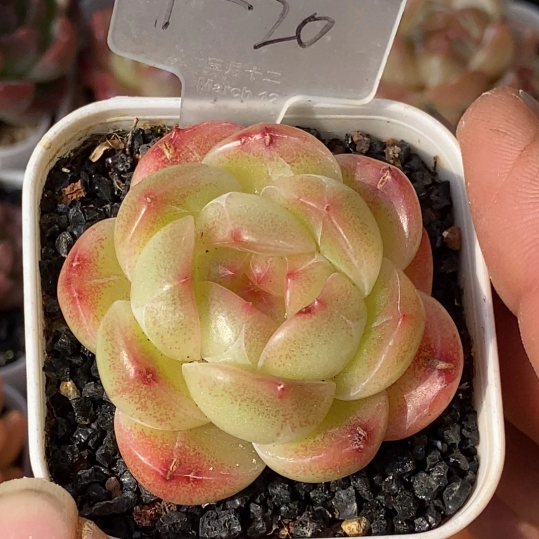 天官赐福百无禁忌