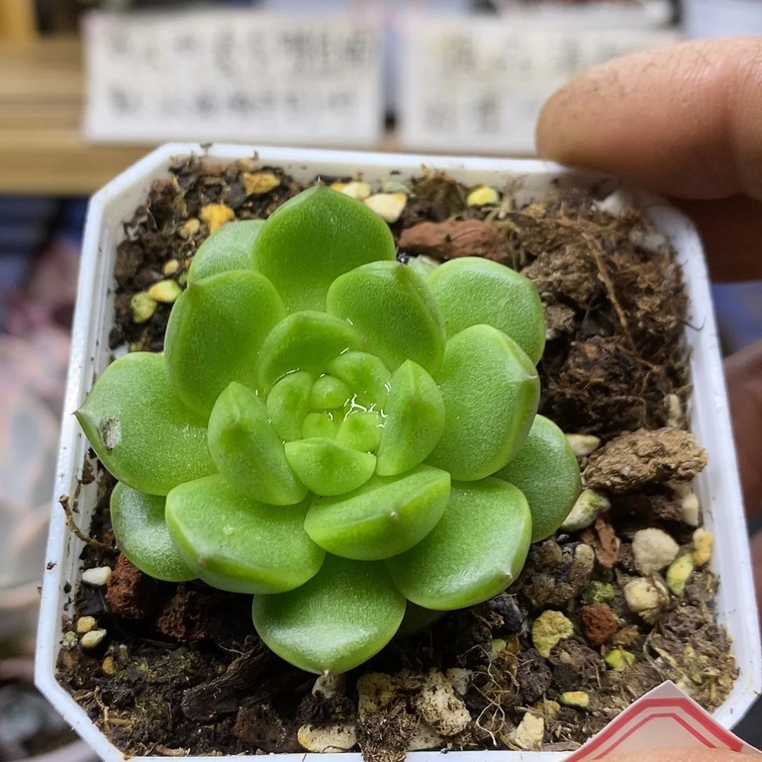 30124 灯泡珍妮多肉