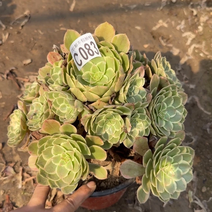 粉花妖……多肉植物……