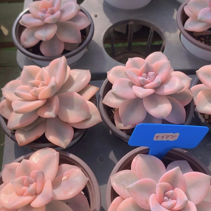 t177紫乐锦单头脱土