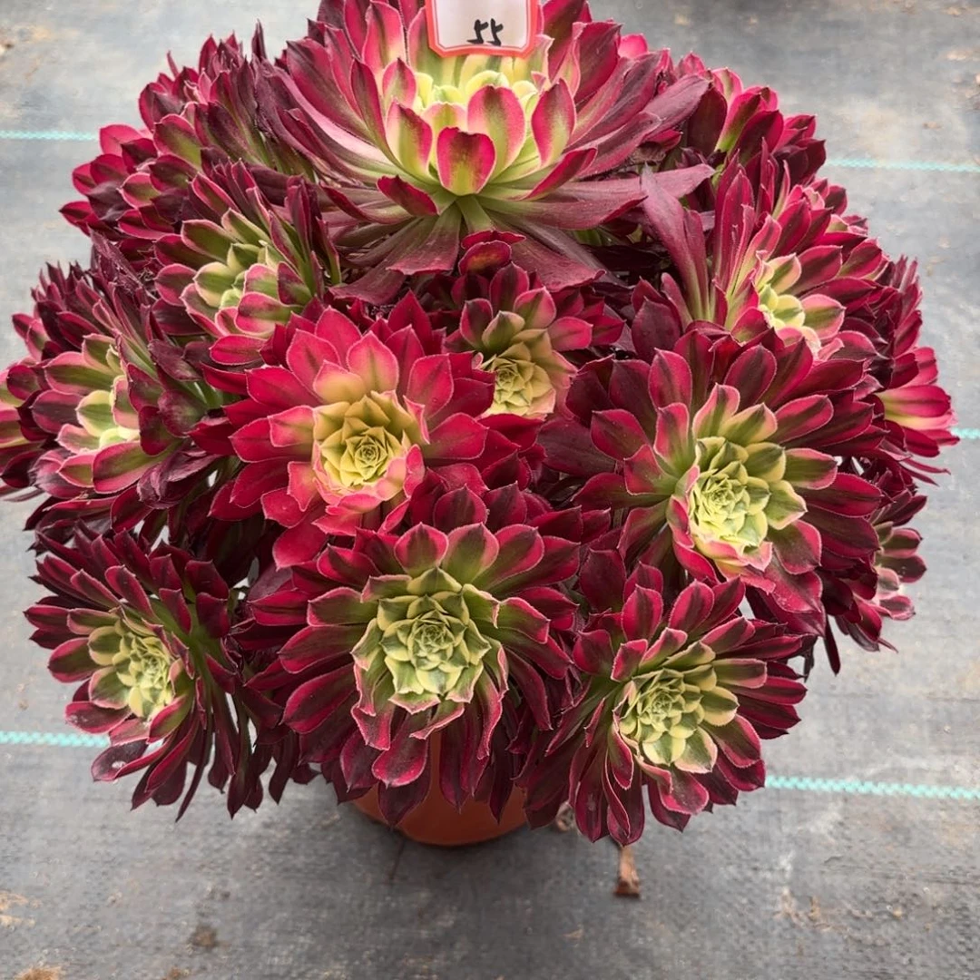 55白月光多肉植物绿植