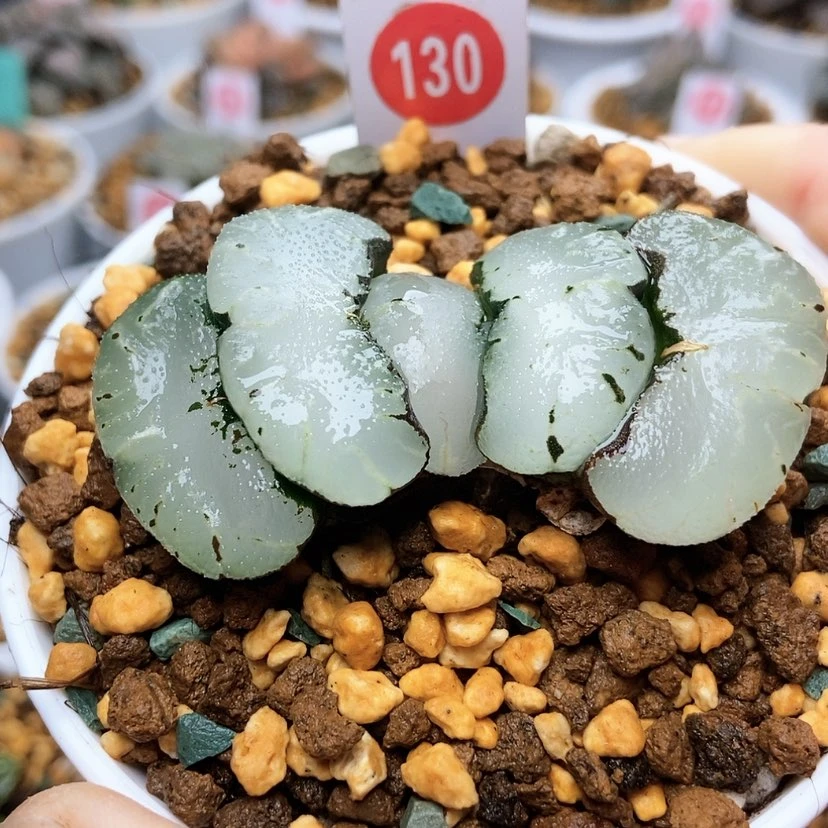 【闪购商品】130旷月巨大化
