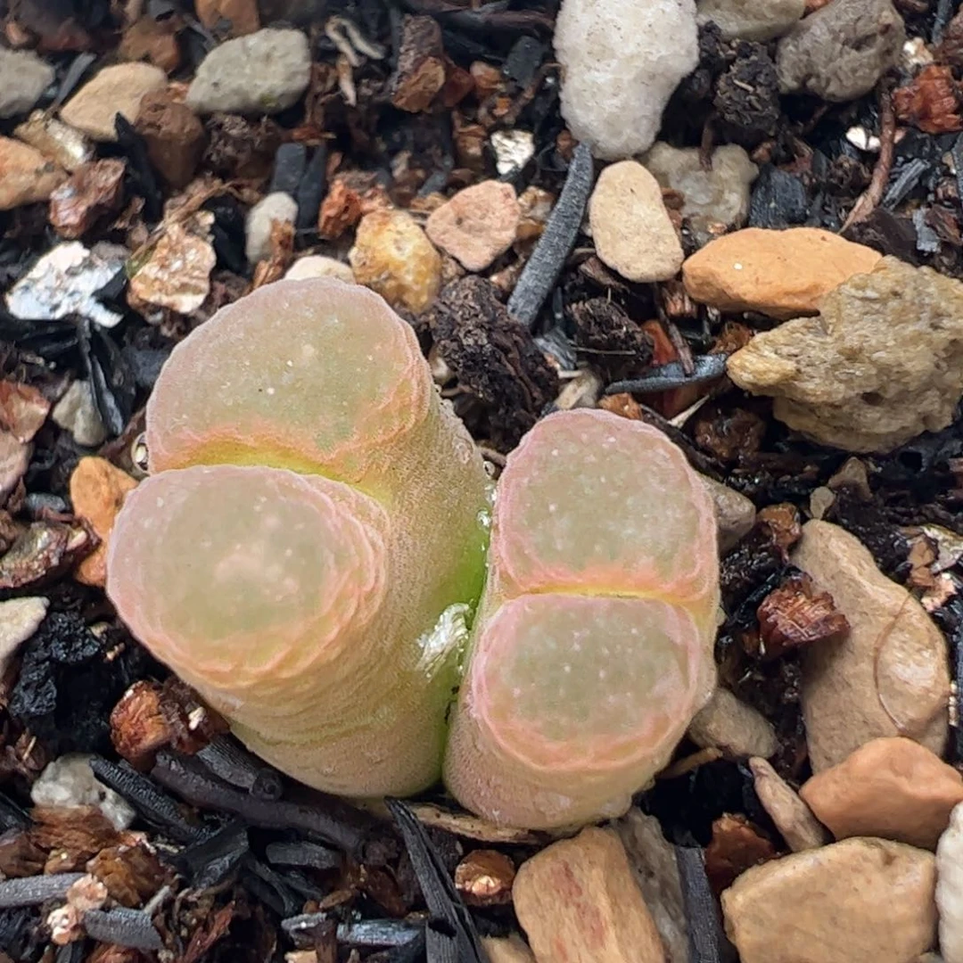 300多肉植物百科知识