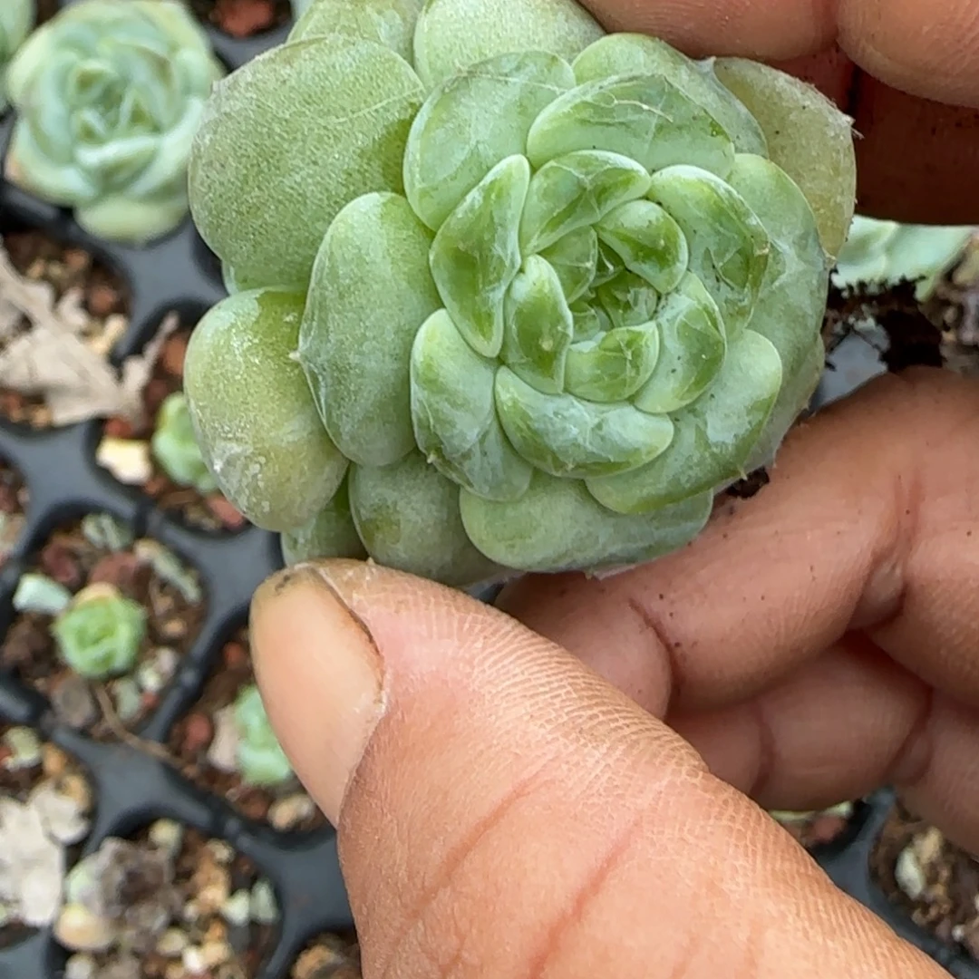 小卡拉米糖心一物一拍